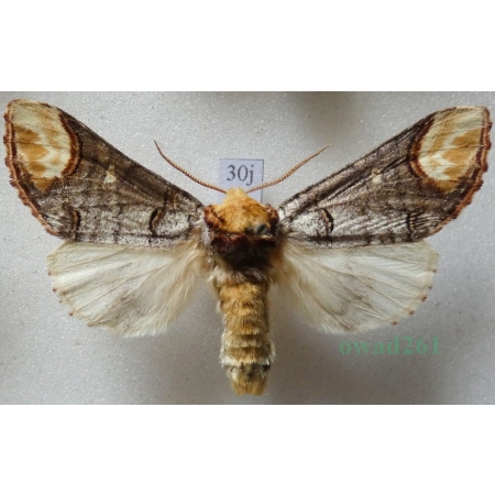 Phalera bucephala (Linnaeus, 1758) male Narożnica zbrojówka Czech30j